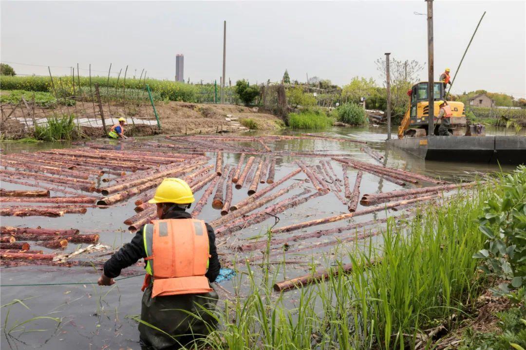 改善水環(huán)境！徐行122條段村級河道用木樁對河岸進(jìn)行加固整治